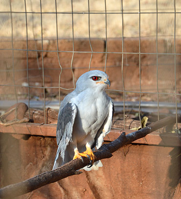 Bird sanctuary at the Feathered Nest